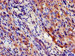 OPRS1 / SIGMAR1 Antibody