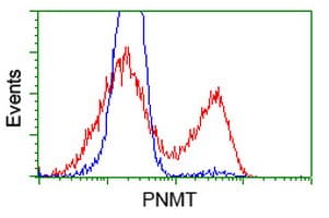 PNMT Antibody (clone OTI2G4)