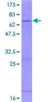 Human HS3ST1 Protein (Recombinant GST)