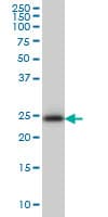 GT335 / ES1 Antibody (clone 1F5)