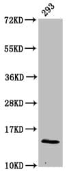 HIST1H2BN Antibody