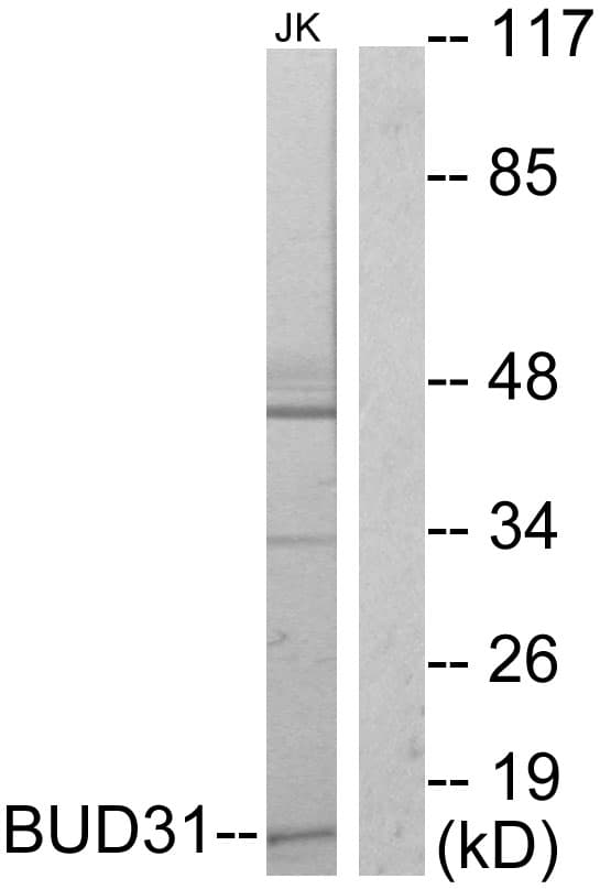 IHC-plus™ BUD31 Antibody (aa10-59)