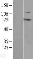 RNF214 Protein (Over-Expression Lysate Myc-DDK (Flag))