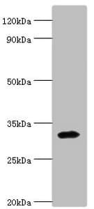 ZNF346 Antibody (aa1-294)
