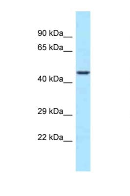 Polyclonal Rabbit anti-Human WDR74 Antibody (C-Terminus, WB)