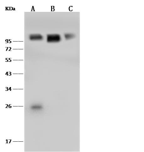 VCAM1 / CD106 Antibody (clone 049, Preservative Free)