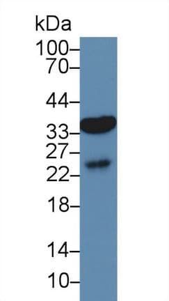 AQP9 / Aquaporin 9 Antibody (aa4-285, Biotin)