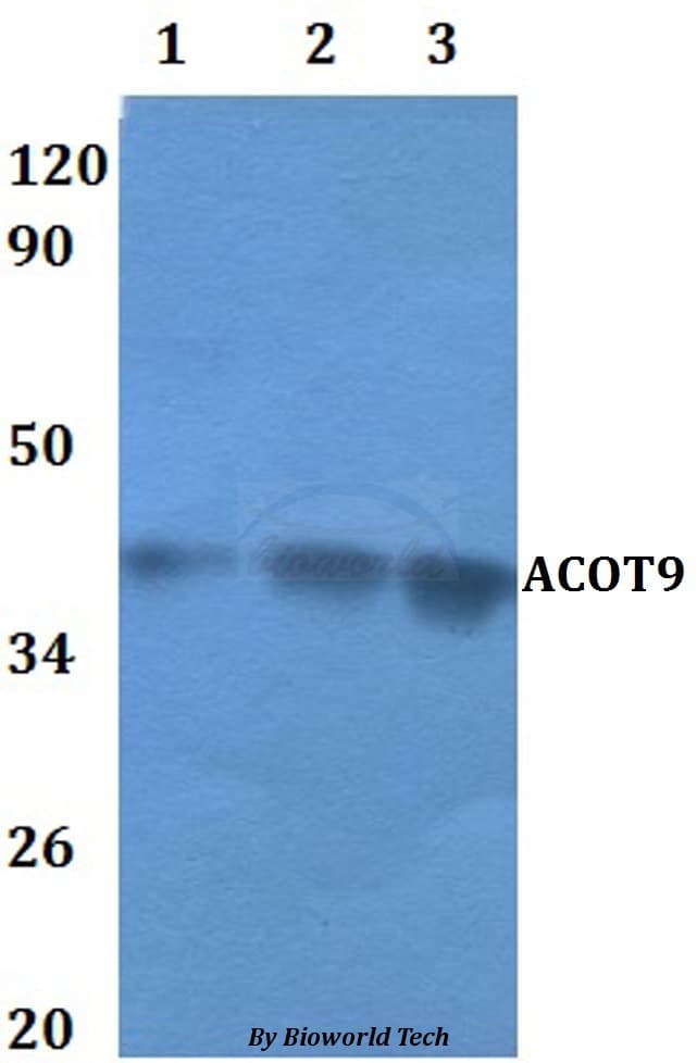 ACOT9 Antibody