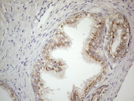 Monoclonal Mouse anti-Human CD40 Antibody (clone OTI8B8, Carrier-free, aa21-166, IHC, WB)