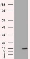 TTC32 Antibody (clone OTI3C2)