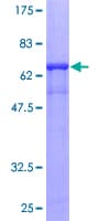 Human CIAO1 Protein (Recombinant GST)