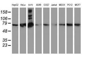 SAMHD1 Antibody (clone OTI1A1, Carrier-free)