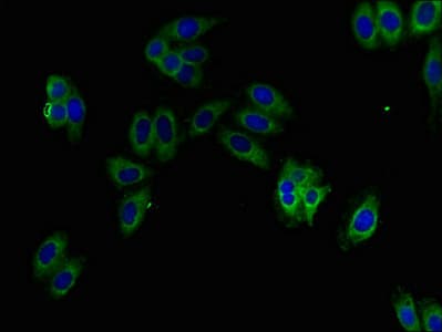 KMO Antibody (aa1-486)