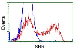 SRR / Serine Racemase Antibody (clone OTI2E3)