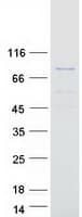 Human ARNTL / BMAL1 Protein (Recombinant Myc-DDK (Flag))