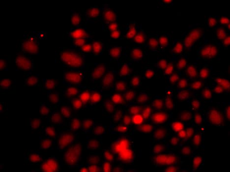 RRAGC / RAGC Antibody