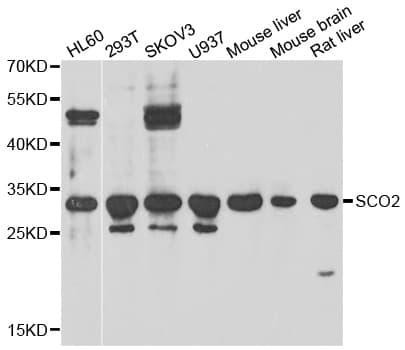 SCO2 Antibody