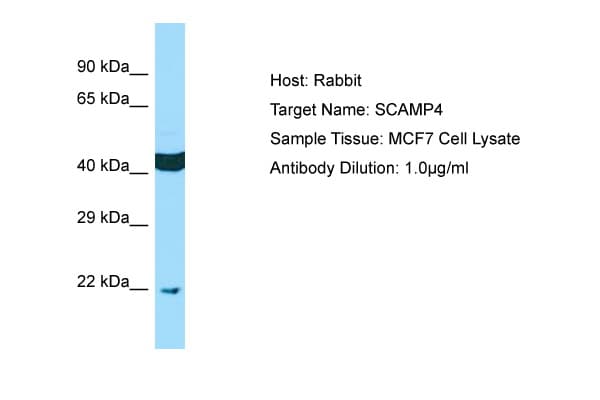 SCAMP4 Antibody (aa41-90)