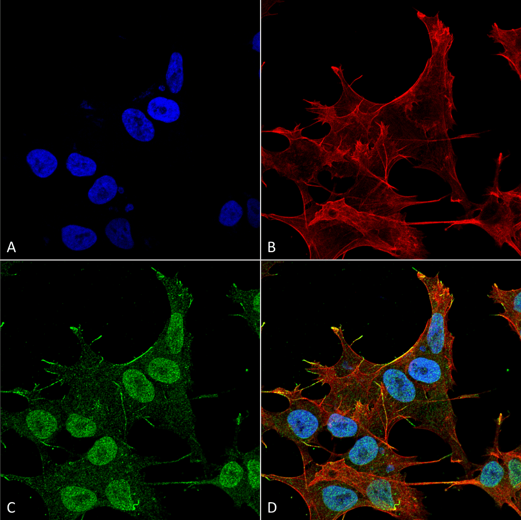 PIK3R4 Antibody (Atto 594)