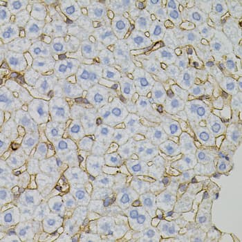CLDN3 / Claudin 3 Antibody