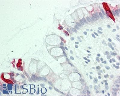 AVPR1B Antibody (aa265-314)