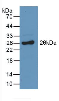 GSTA3 Antibody (aa1-221, Biotin)