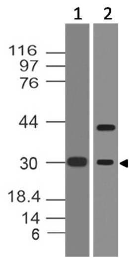 FOSB Antibody