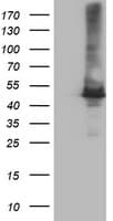 Monoclonal Mouse anti-Human CPA1 / Carboxypeptidase A Antibody (clone OTI1C12, IF, WB)