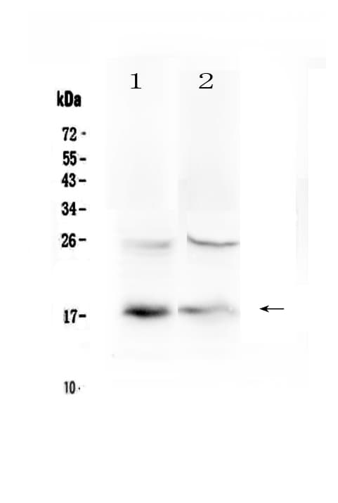 TSLP Antibody