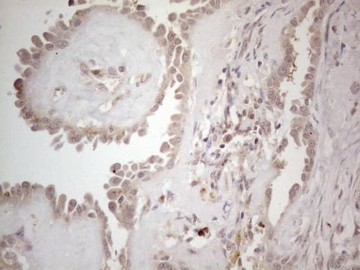 B4GALT4 Antibody (aa40-322, clone OTI8B6)
