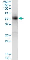 GAK Antibody (clone 4C10)