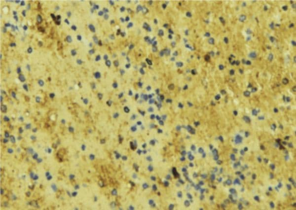 NOS3 / eNOS Antibody