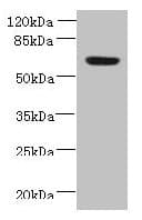 Polyclonal Rabbit anti-Human NXPE1 / FAM55A Antibody (IHC, WB)