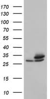 PSMA6 Antibody (clone OTI7C2)