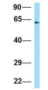 TBC1D3F Antibody (aa326-375)