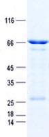 Human DMRTC2 Protein (Recombinant GST, N-terminus + His, C-terminus)