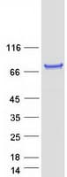 Human POLL / DNA Polymerase Lambda Protein (Recombinant Myc-DDK (Flag))