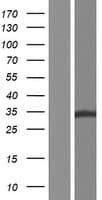 ZFAND1 Protein (Over-Expression Lysate Myc-DDK (Flag))