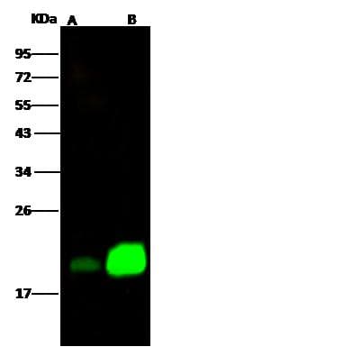 NPC2 Antibody (clone 012, Preservative Free)