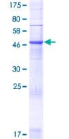 Human ZDHHC24 Protein (Recombinant GST)