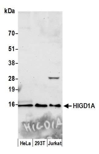HIGD1A Antibody (aa1-50)