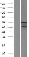 RGL4 Protein (Over-Expression Lysate Myc-DDK (Flag))