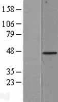 BGN / Biglycan Protein (Over-Expression Lysate Myc-DDK (Flag))