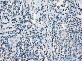 KDM4C / JMJD2C Antibody (clone OTI5B9)