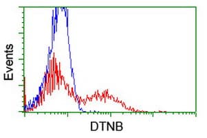 Monoclonal Mouse anti-Human DTNB / Dystrobrevin Beta Antibody (clone OTI2E6, IHC, WB)