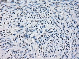 PDE10A Antibody (clone OTI1C9)