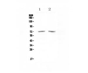 HDAC10 Antibody