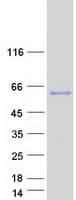 Human CPNE8 / Copine VIII Protein (Recombinant Myc-DDK (Flag))