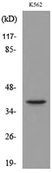 GJA5 / CX40 / Connexin 40 Antibody