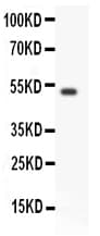 GFRA1 / GFR Alpha Antibody